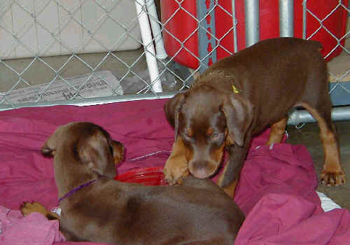 Doberman puppies at 7 weeks old