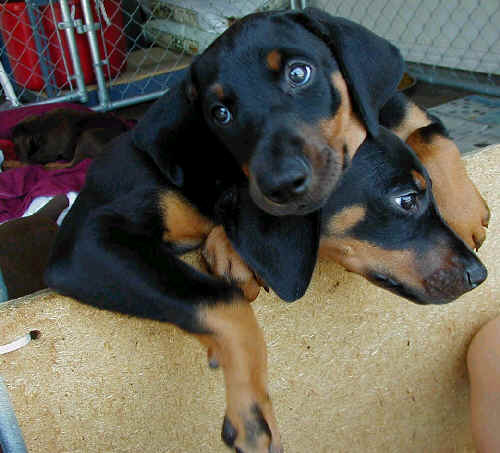 Doberman puppies at 7 weeks old