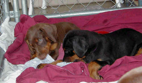 Doberman puppies at 7 weeks old