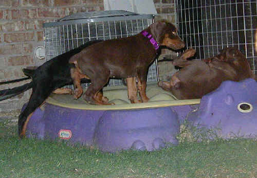 Doberman puppies at 8 weeks old