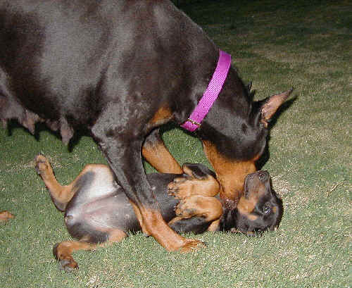 Doberman puppies at 8 weeks old