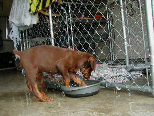 Doberman puppies at 8 weeks old