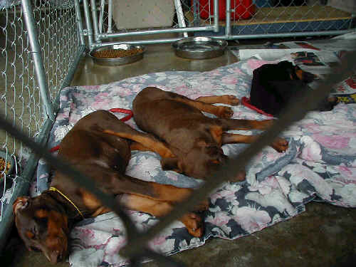 Doberman puppies at 8 weeks old