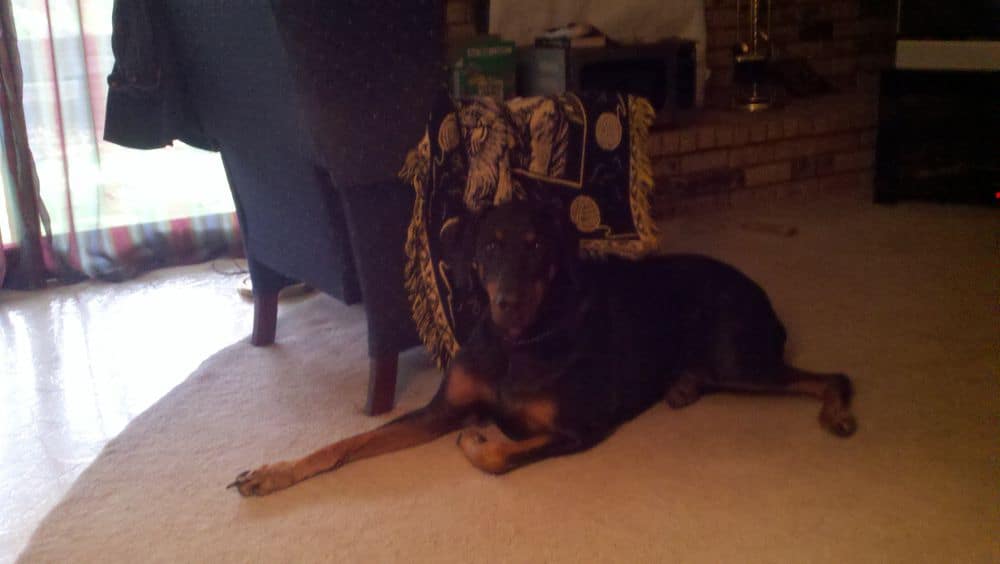 black and rust male doberman