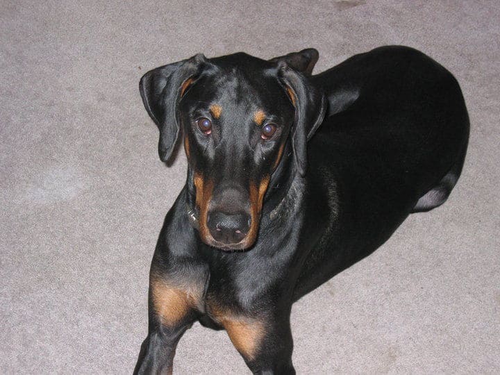 black and rust male doberman