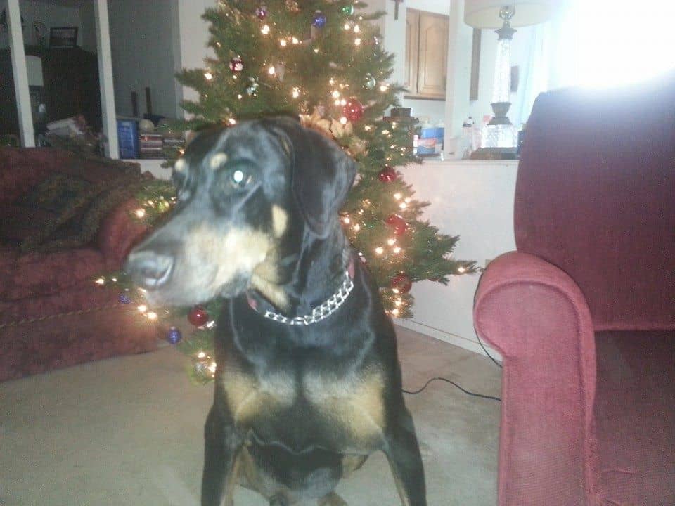 black and rust male doberman