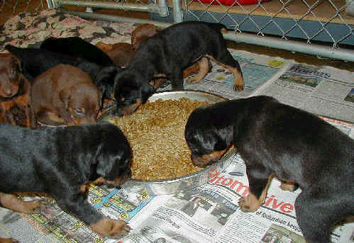 doberman puppies eating for first time