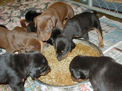 doberman puppies eating for first time