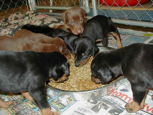 doberman puppies eating for first time