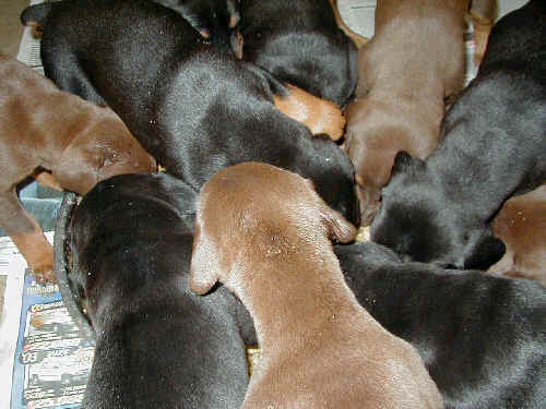 doberman puppies eating for first time