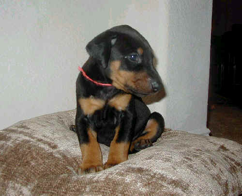 black and rust female doberman puppy