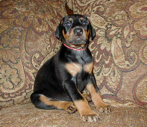 black and rust female doberman puppy