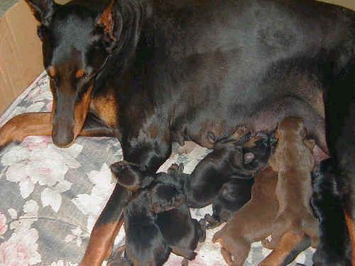 Doberman puppies tail docking and dew claw removal