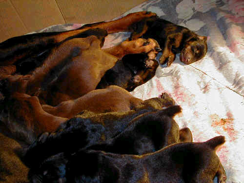 Doberman puppies tail docking and dew claw removal