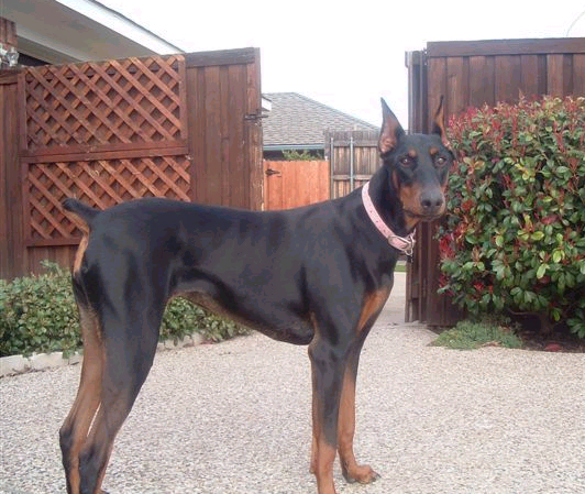 black and rust female doberman sire