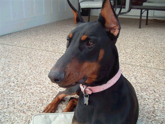 black and rust female doberman