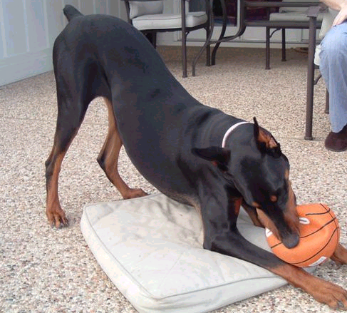 black and rust female doberman