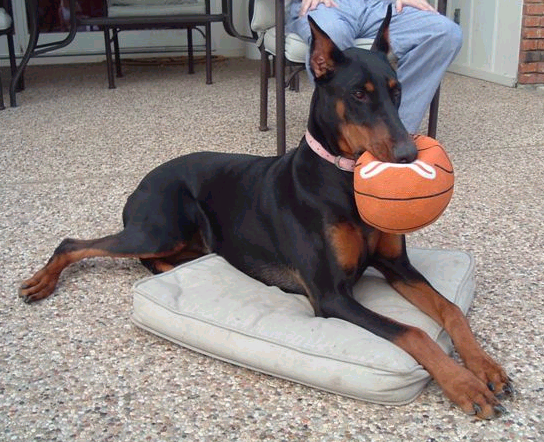 black and rust female doberman