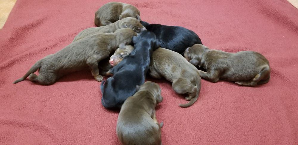 1 day old doberman puppies