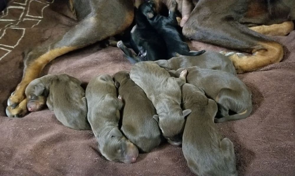 2 days old doberman puppies