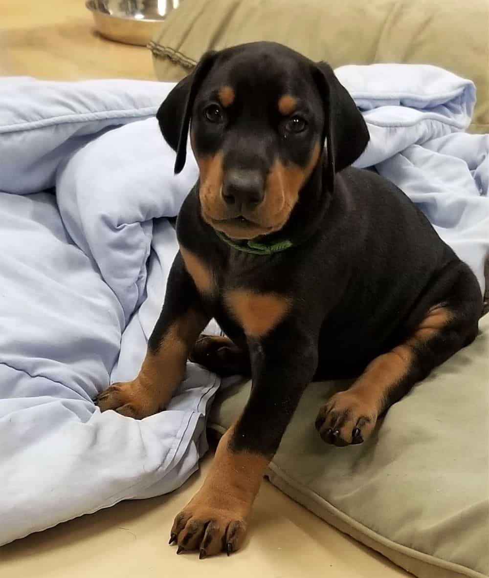 5-1/2 week old Doberman pinscher puppy