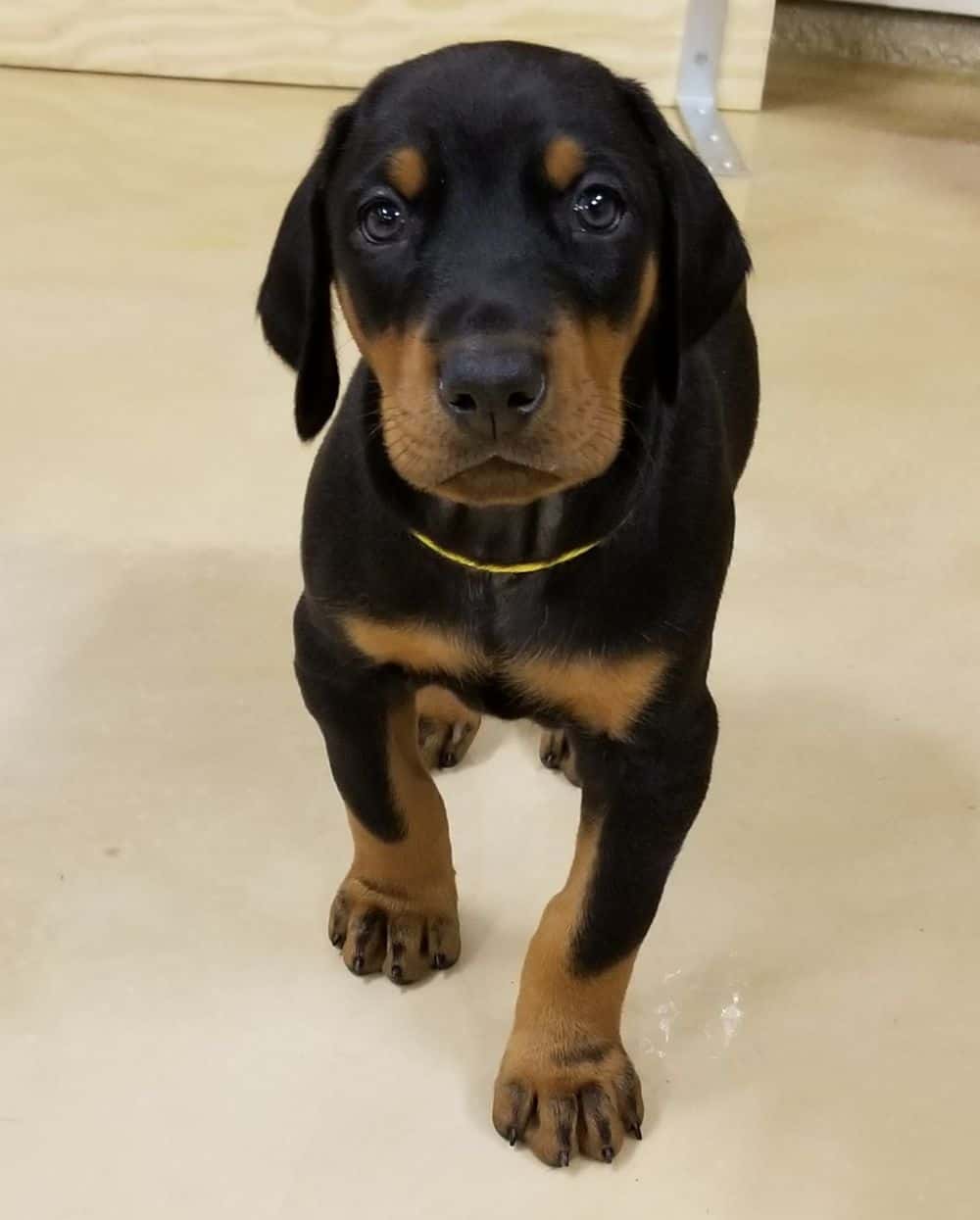 5-1/2 week old Doberman pinscher puppy