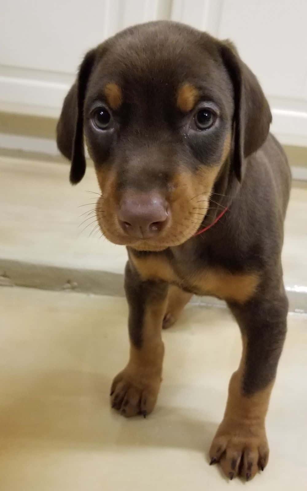5-1/2 week old Doberman pinscher puppy