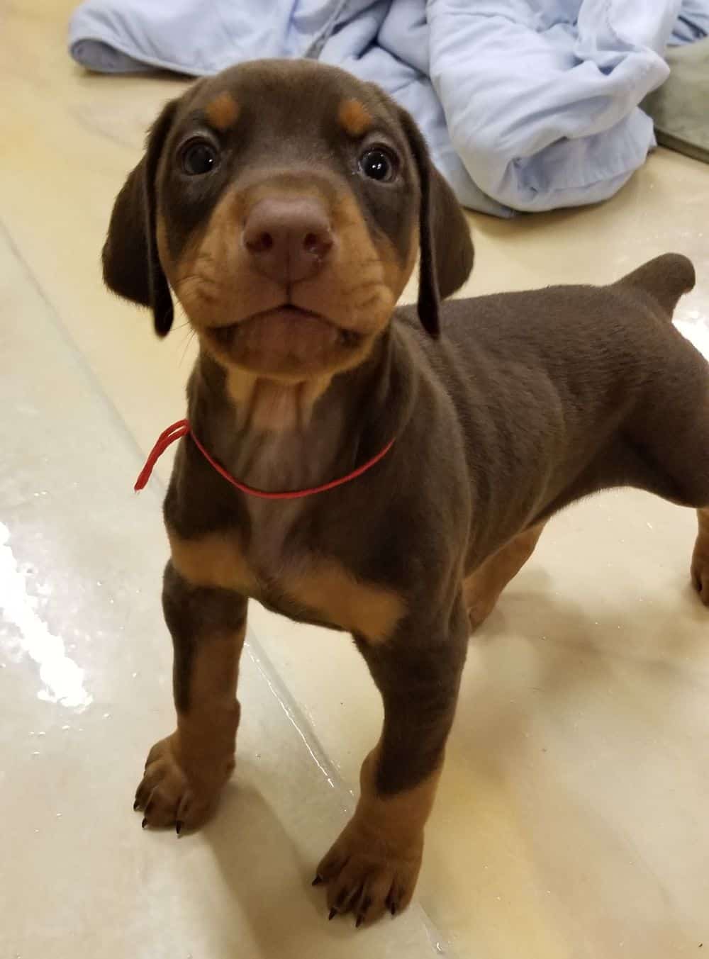 5-1/2 week old Doberman pinscher puppy