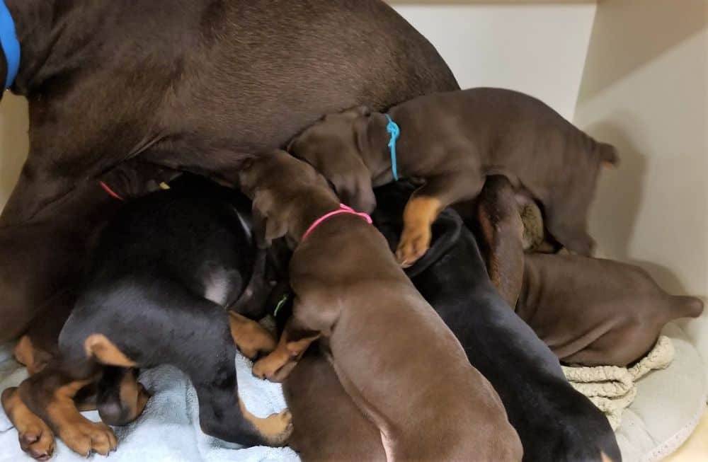 5-1/2 week old Doberman pinscher puppies