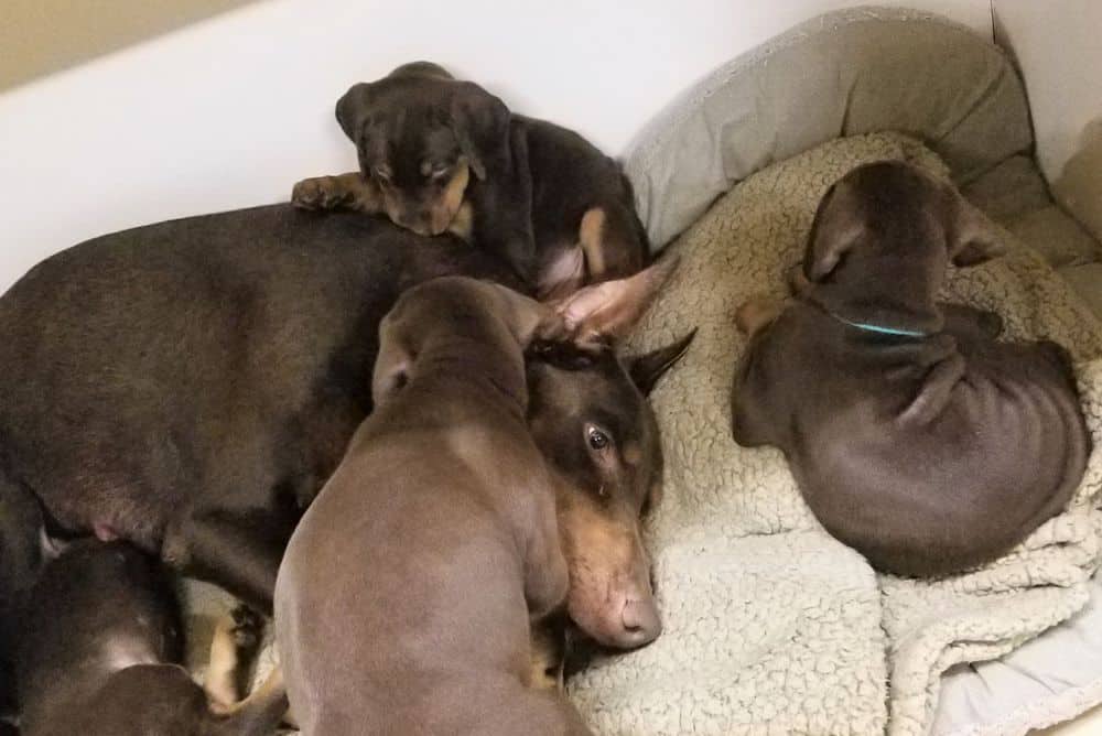 5-1/2 week old Doberman pinscher puppies