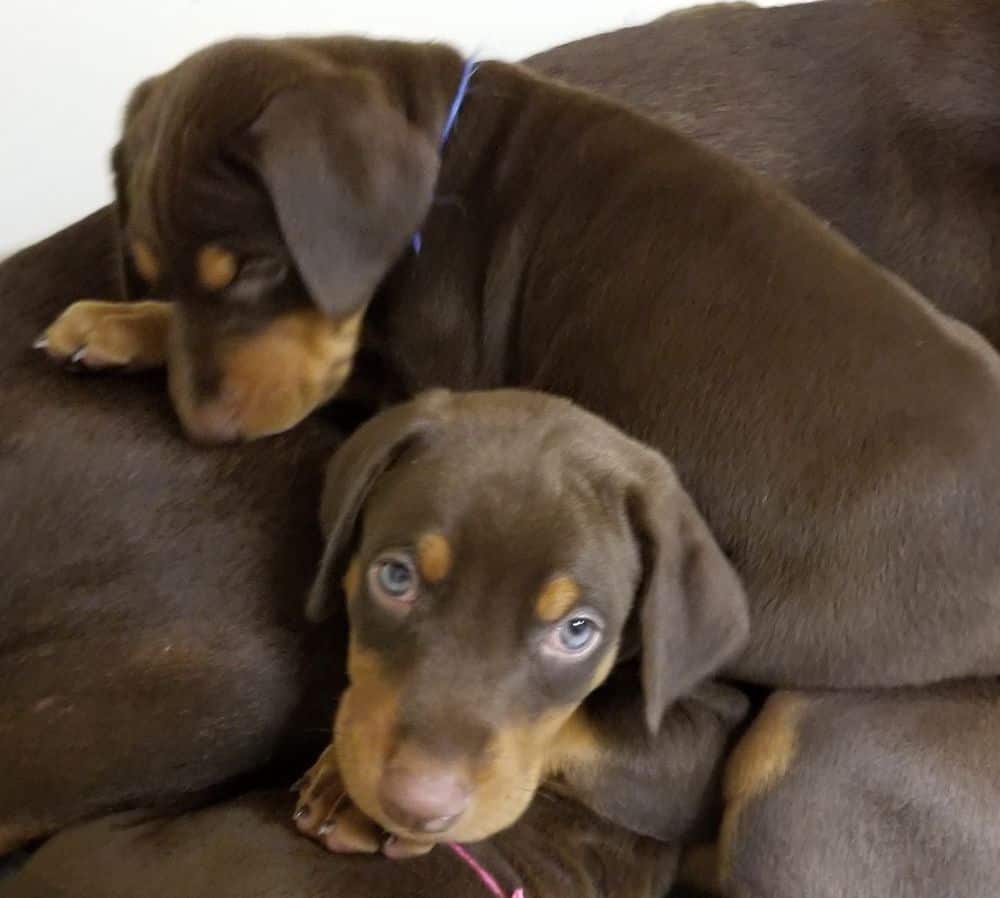 5-1/2 week old Doberman pinscher puppies