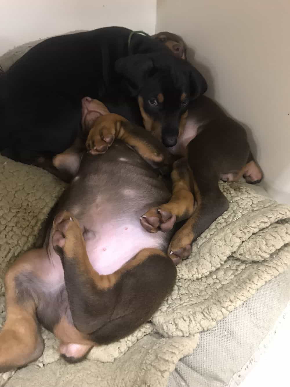 5-1/2 week old Doberman pinscher puppy