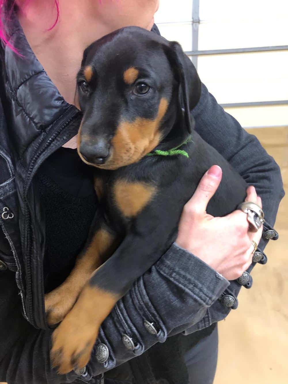 6 week old Doberman pinscher puppy