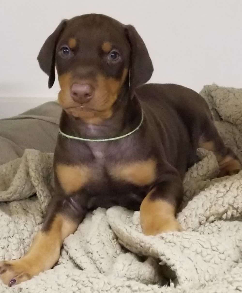 5-1/2 week old Doberman pinscher puppy