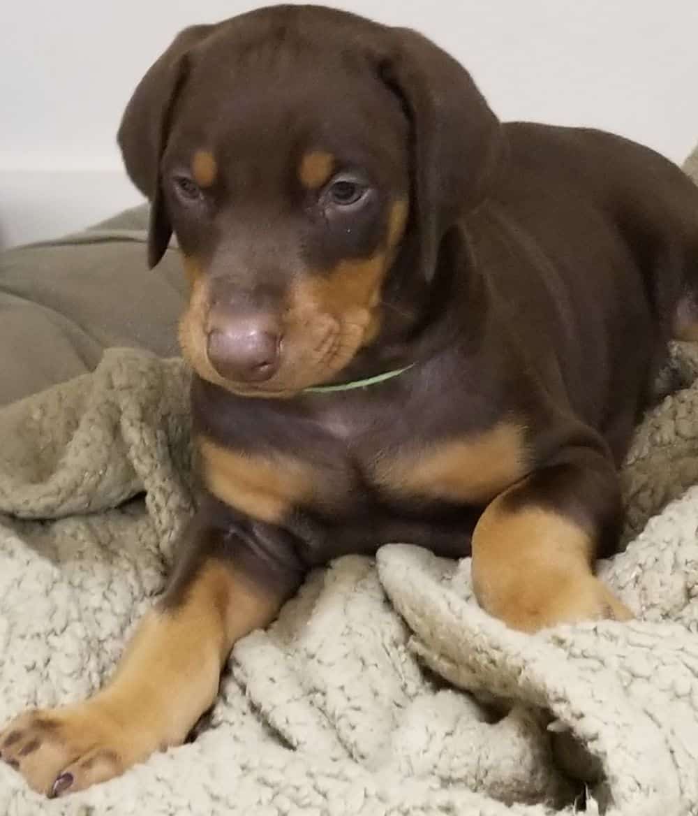 5-1/2 week old Doberman pinscher puppy