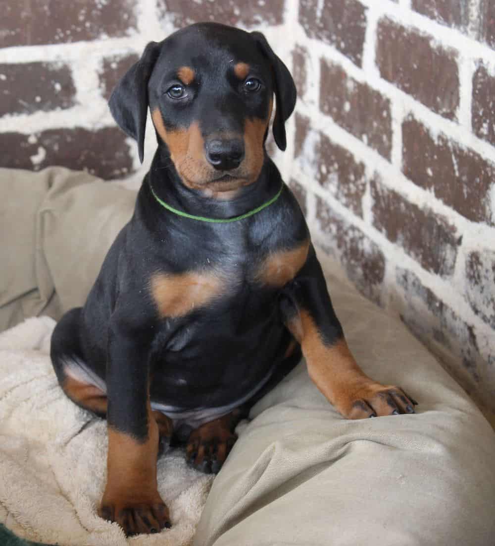 6 week old Doberman pinscher puppy