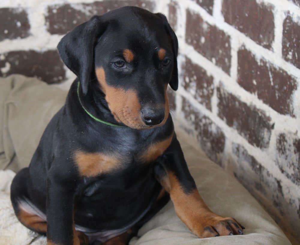 6 week old Doberman pinscher puppy