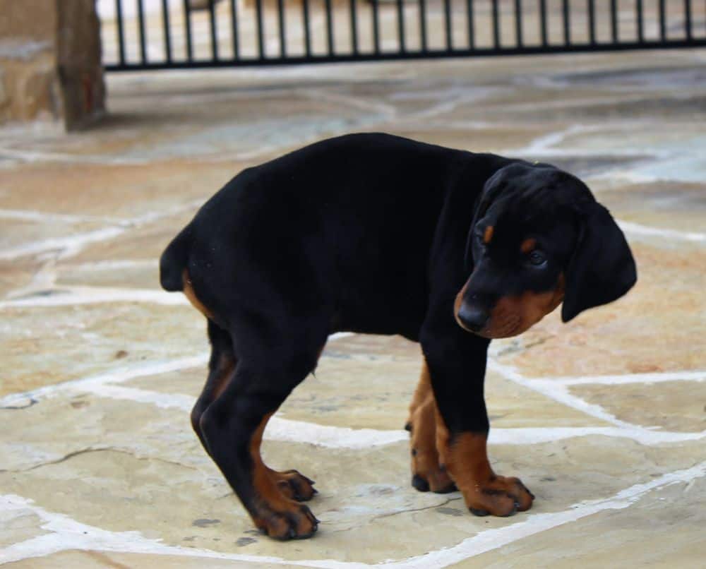 6 week old Doberman pinscher puppy