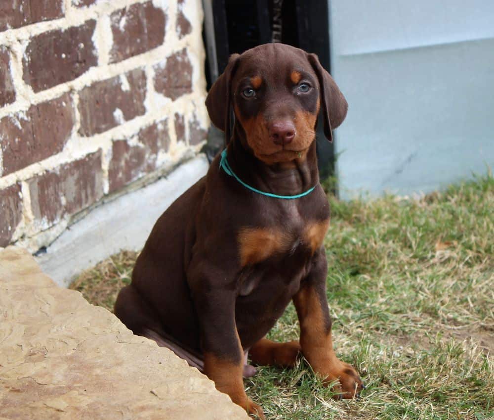 6 week old Doberman pinscher puppy