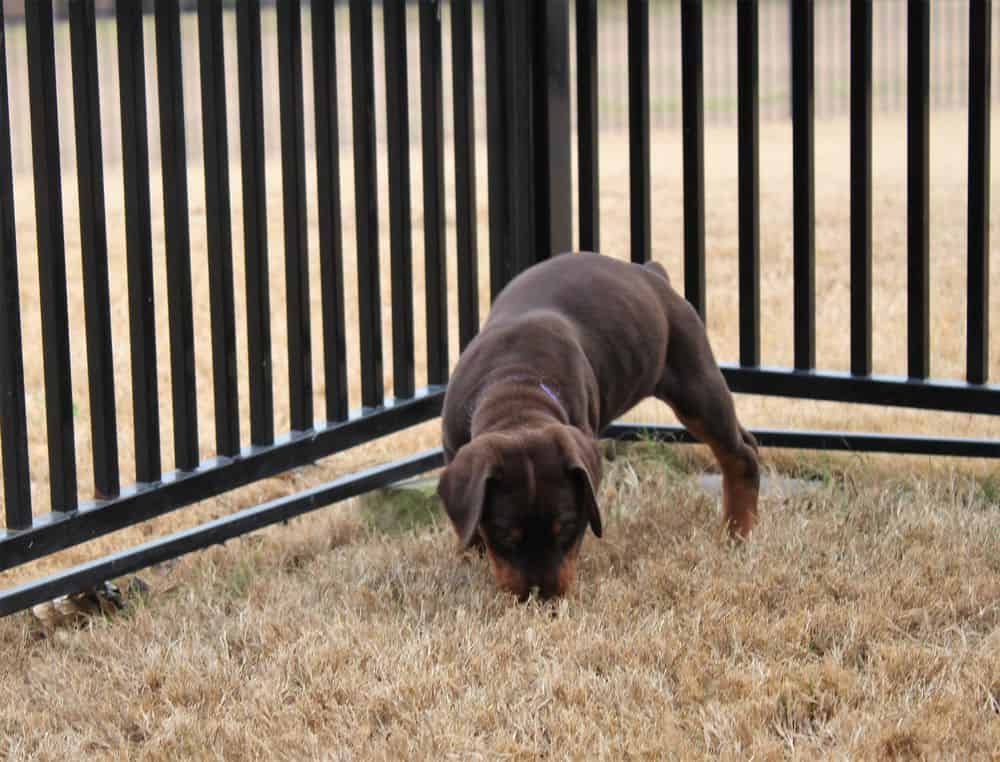 6 week old Doberman pinscher puppy