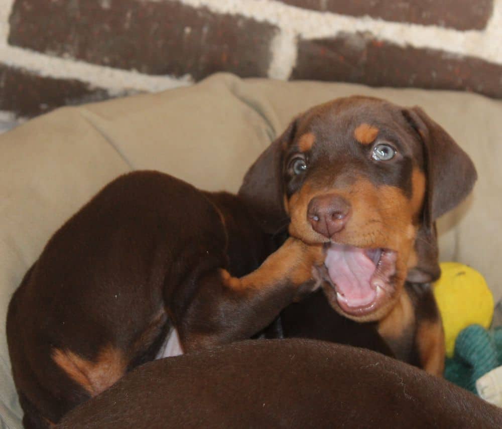 6 week old Doberman pinscher puppy