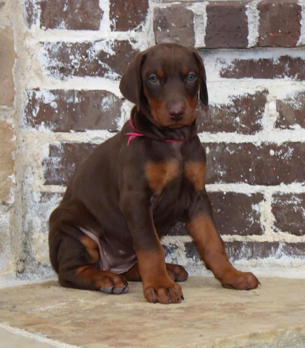 6 week old Doberman pinscher puppy