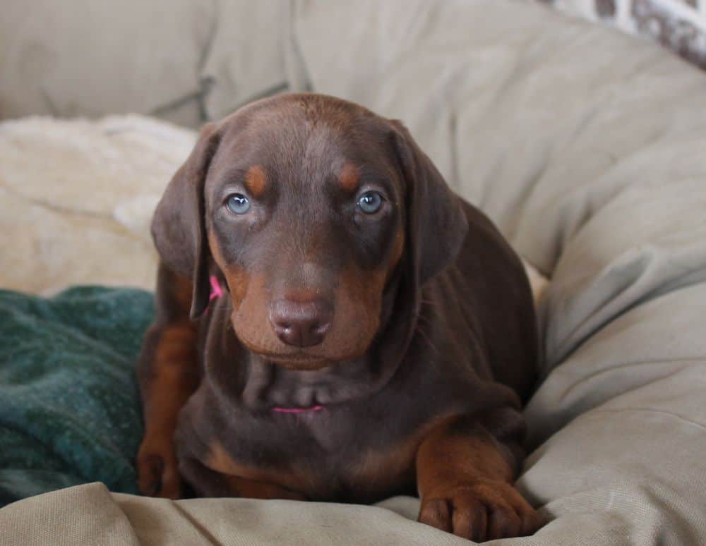 6 week old Doberman pinscher puppy