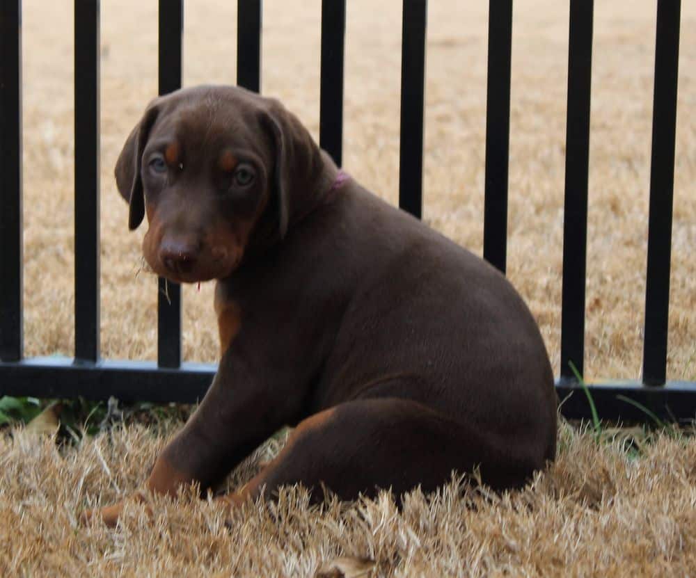 6 week old Doberman pinscher puppy