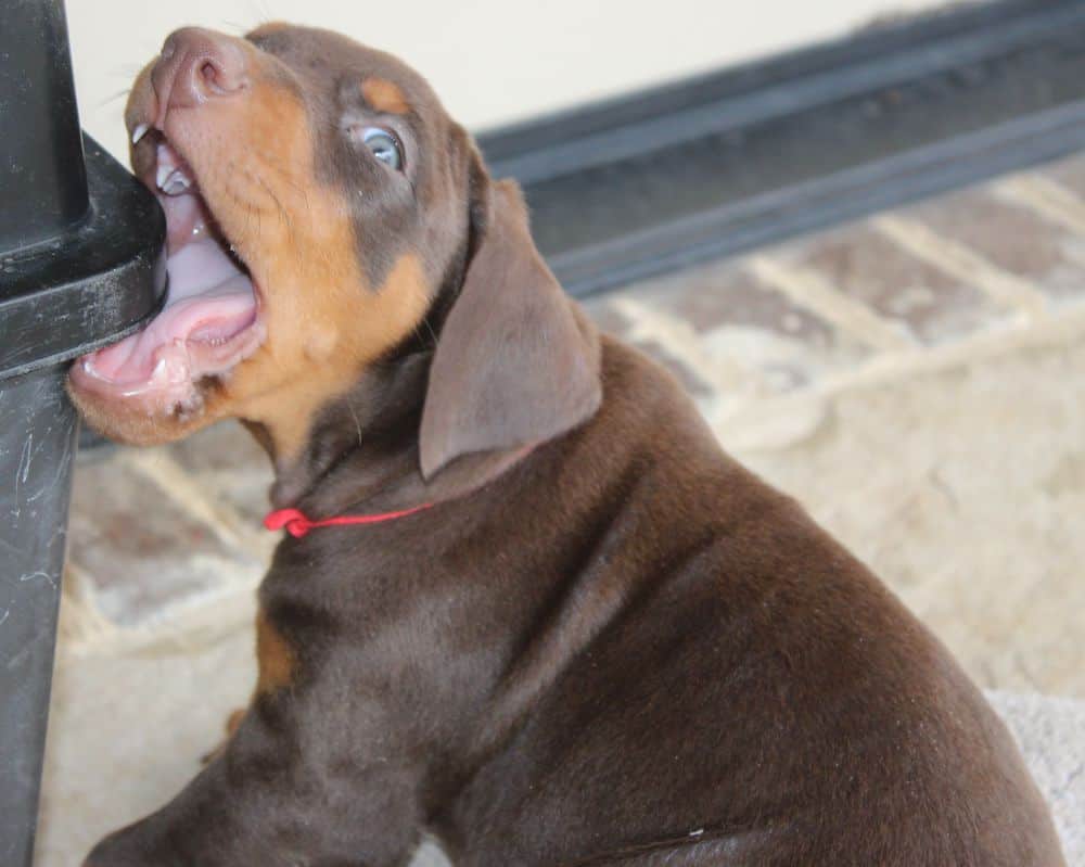 6 week old Doberman pinscher puppy