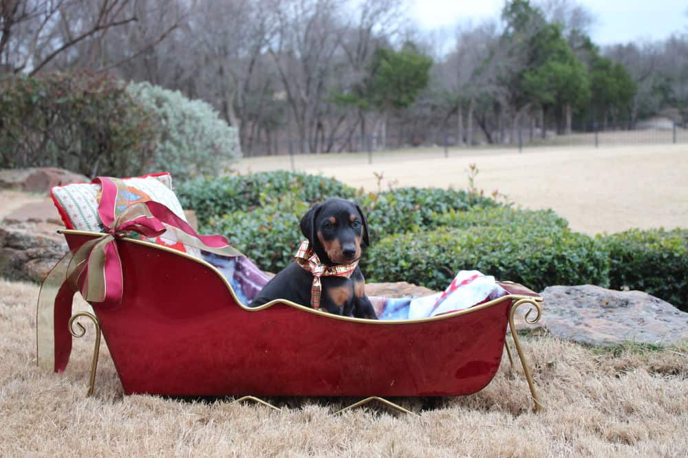 6 week old Doberman pinscher puppy