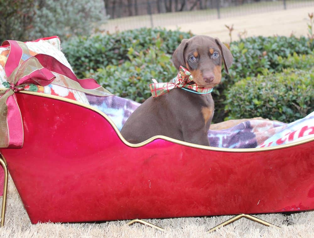 6 week old Doberman pinscher puppy