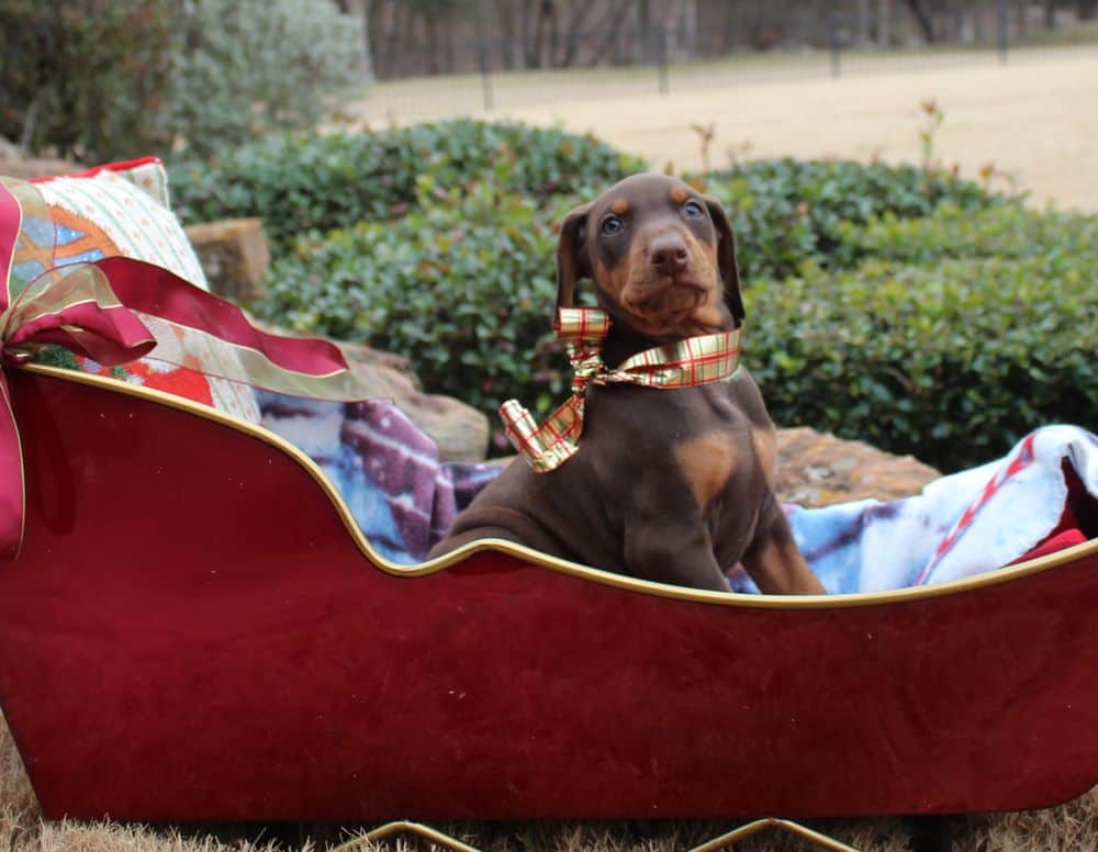 6 week old Doberman pinscher puppy