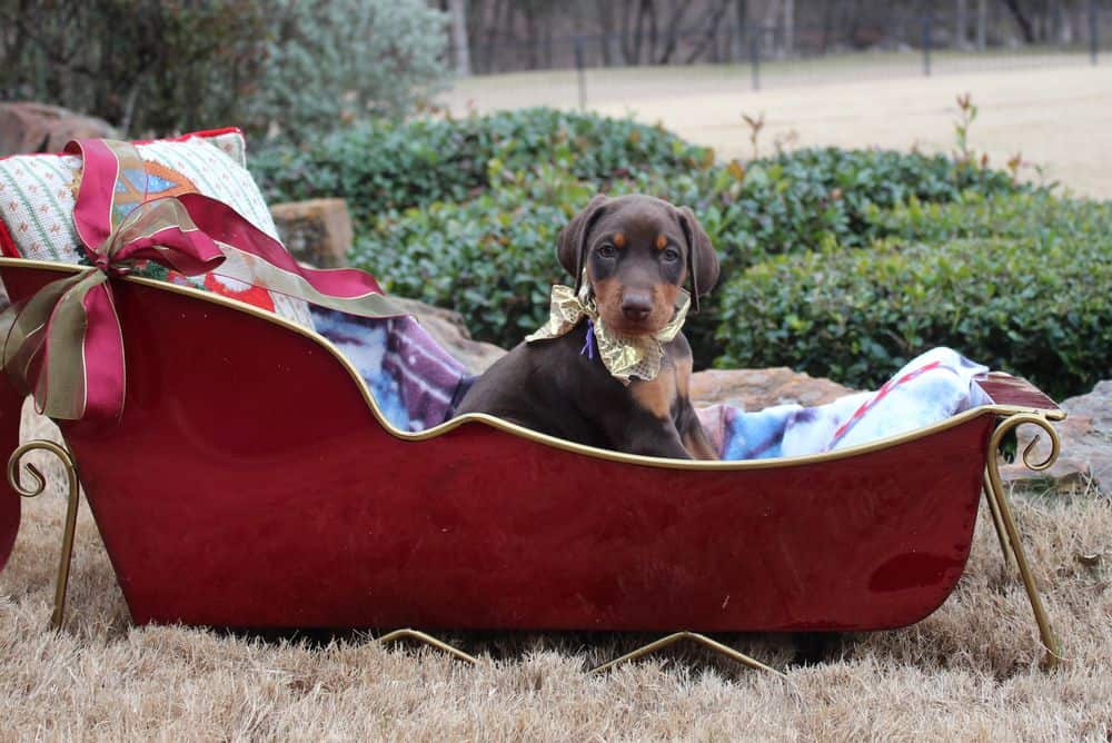 6 week old Doberman pinscher puppy