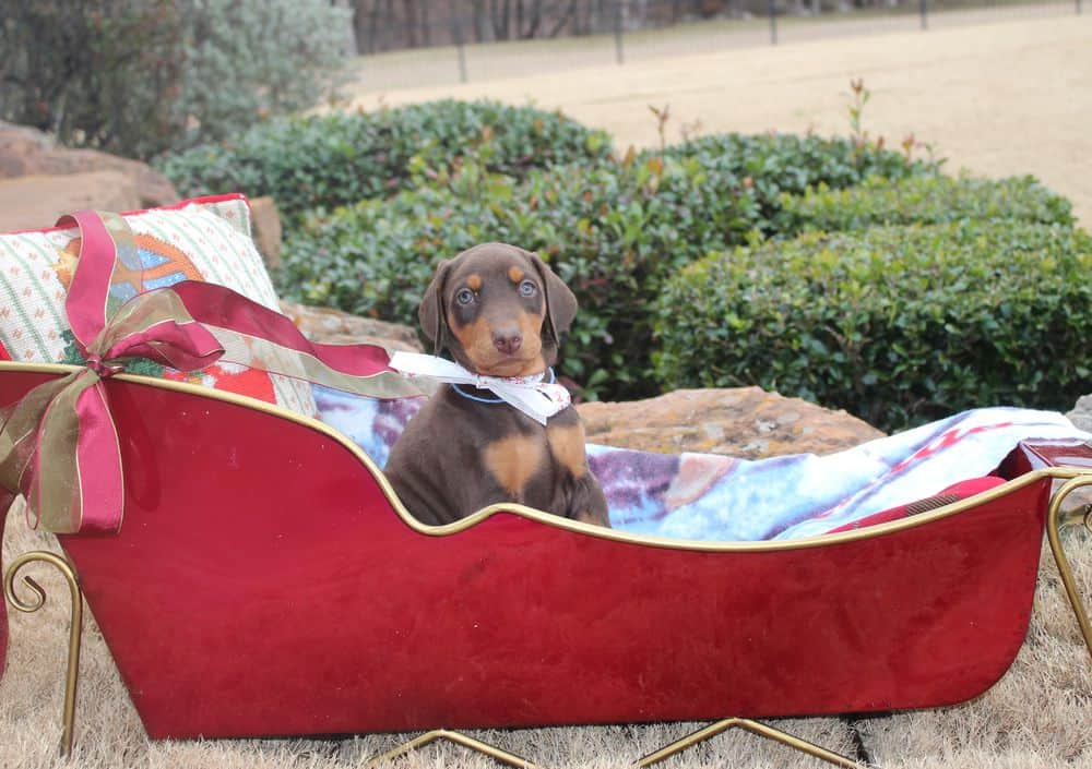 6 week old Doberman pinscher puppy